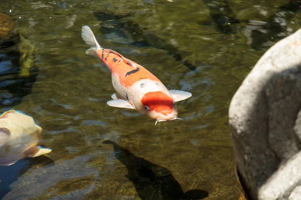 Koi-Fische, Cyprinus carpio haematopterus — Stockfoto