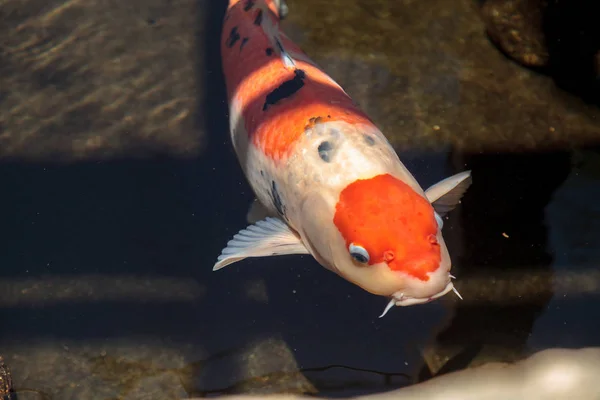 Koi-Fische, Cyprinus carpio haematopterus — Stockfoto