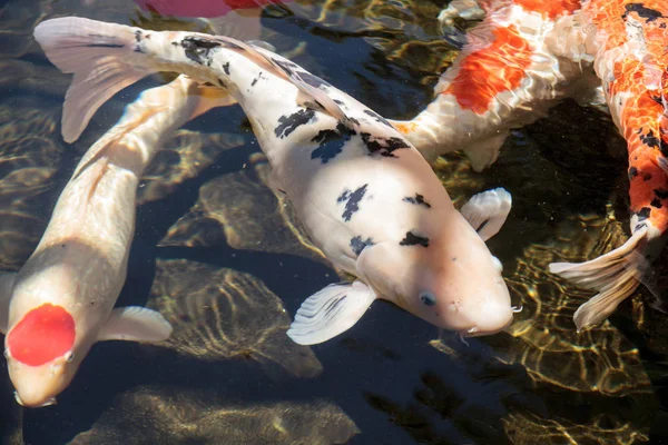 Koi-Fische, Cyprinus carpio haematopterus — Stockfoto