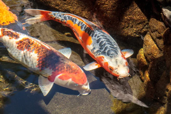 Ikan Koi, Cyprinus carpio haematopterus — Stok Foto