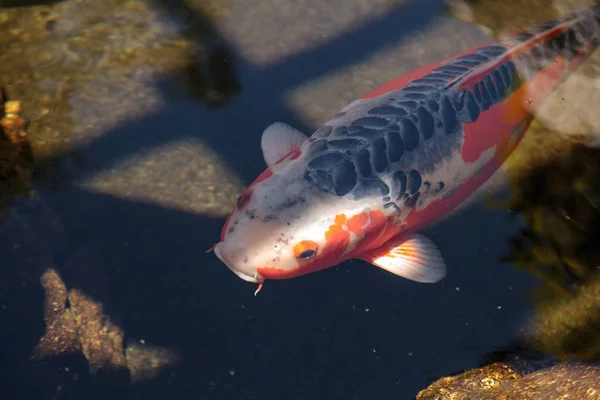 Pez koi, Cyprinus carpio haematopterus — Foto de Stock