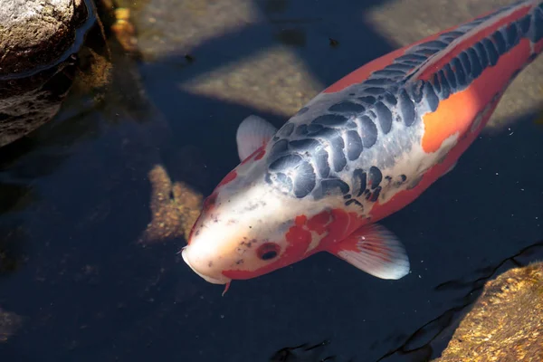 Koi-Fische, Cyprinus carpio haematopterus — Stockfoto