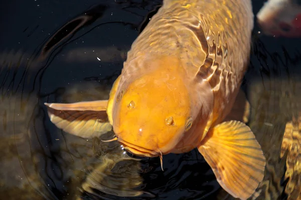 Koi-Fische, Cyprinus carpio haematopterus — Stockfoto