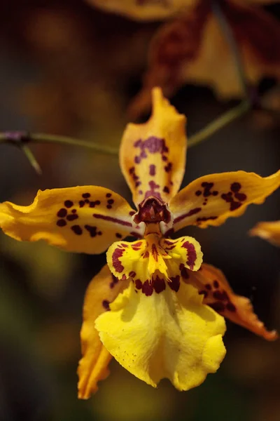 Flor de orquídea de oncidio amarillo florece en un jardín botánico — Foto de Stock