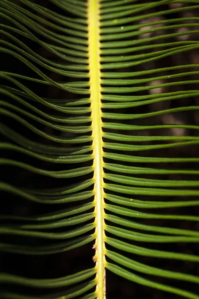 Fond de palme texturé vert vif — Photo