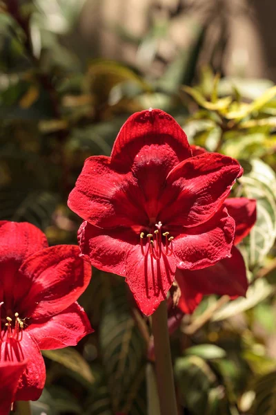 Piros Hippeastrum hibrid Amarillisz virág — Stock Fotó