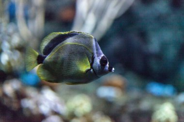 Barberfish Johnrandallia nigrirostris kısaca blackno olarak bilinir.