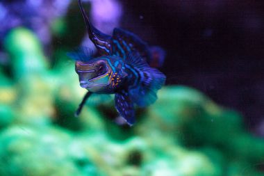 Mandalina kayabalığı kısaca Mandarin dragnet Synchiropus sp olarak bilinir.