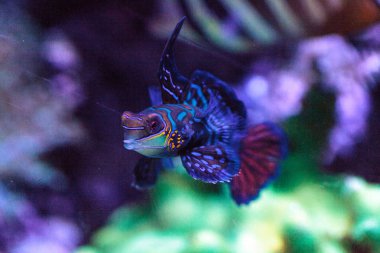 Mandalina kayabalığı kısaca Mandarin dragnet Synchiropus sp olarak bilinir.