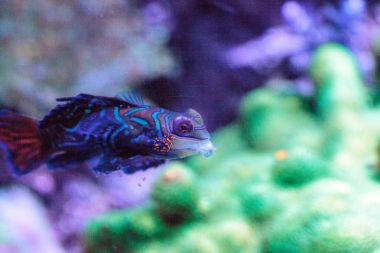 Mandalina kayabalığı kısaca Mandarin dragnet Synchiropus sp olarak bilinir.