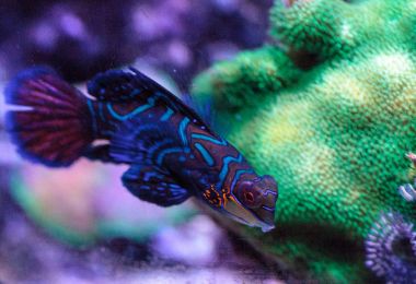 Mandalina kayabalığı kısaca Mandarin dragnet Synchiropus sp olarak bilinir.