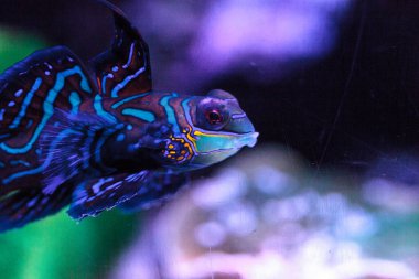 Mandalina kayabalığı kısaca Mandarin dragnet Synchiropus sp olarak bilinir.