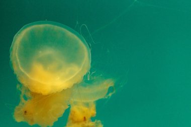 Yumurta sarısı jöle Phacellophora camtschaitica