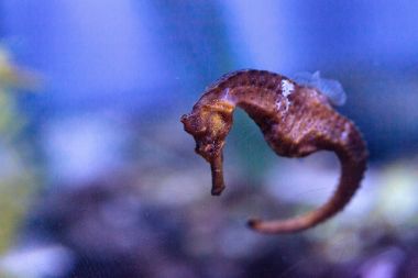 Pasifik Hippocampus Hippocampus Ingens