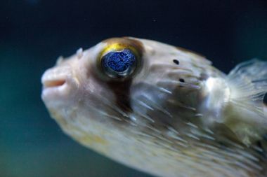 Dikenli porcupinefish Diodon holocanthus zekâ ışıltı gözleri