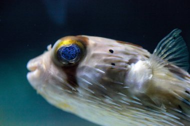 Dikenli porcupinefish Diodon holocanthus zekâ ışıltı gözleri