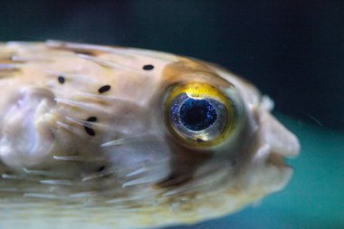 Dikenli porcupinefish Diodon holocanthus zekâ ışıltı gözleri