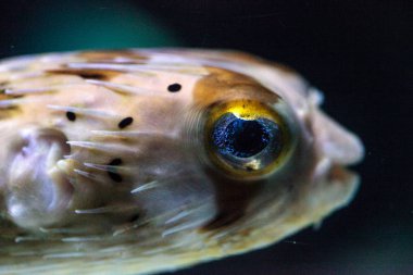 Dikenli porcupinefish Diodon holocanthus zekâ ışıltı gözleri