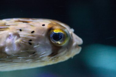 Dikenli porcupinefish Diodon holocanthus zekâ ışıltı gözleri
