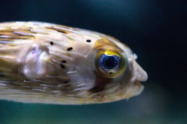 Dikenli porcupinefish Diodon holocanthus zekâ ışıltı gözleri