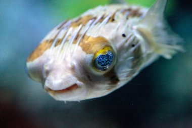 Dikenli porcupinefish Diodon holocanthus zekâ ışıltı gözleri