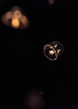 Eutonia indicans denilen küçük şemsiye denizanası