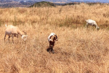 Keçi bir yamaç küme ve kuru ot yemek