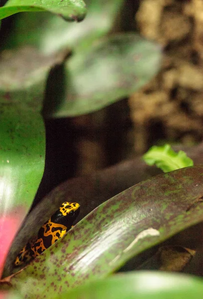 Bumble bee pralesničkovití Dendrobates leucomelas — Stock fotografie