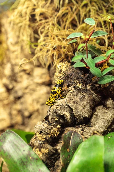 Bumble abeja veneno dardo rana Dendrobates leucomelas — Foto de Stock