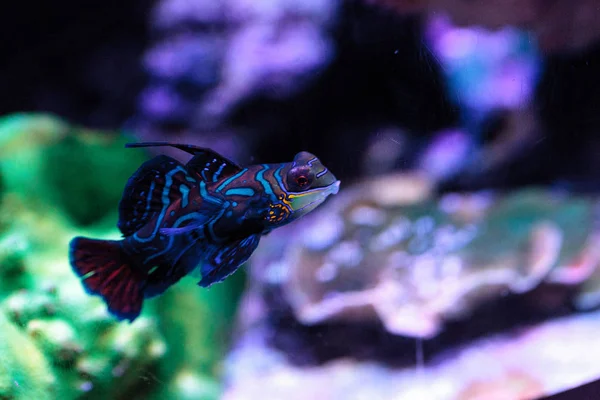 Mandarin goby is also called the Mandarin dragnet Synchiropus sp — Stock Photo, Image