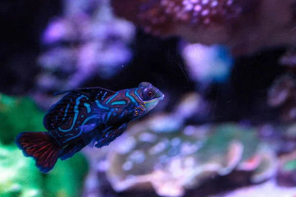 Mandarin goby is also called the Mandarin dragnet Synchiropus sp — Stock Photo, Image