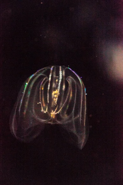 Comb jelly Phylum Ctenophora do not have stinging cells — Stock Photo, Image