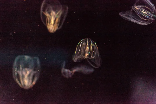 Comb jelly Phylum Ctenophora do not have stinging cells — Stock Photo, Image