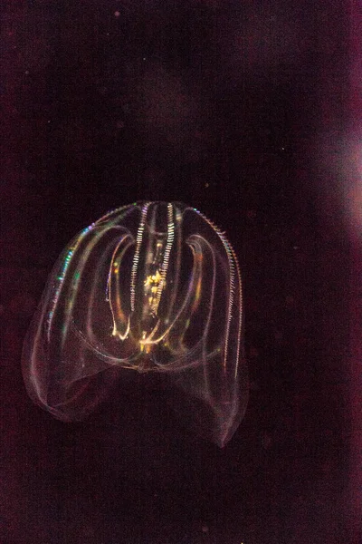 Comb jelly Phylum Ctenophora hebben geen grote cellen — Stockfoto