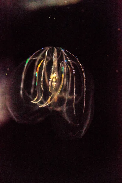 Comb jelly Phylum Ctenophora hebben geen grote cellen — Stockfoto
