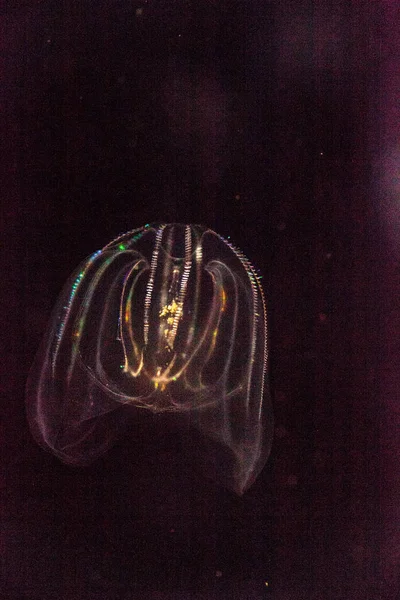 Fésűs medúza törzs Ctenophora nincs nagy sejtek — Stock Fotó