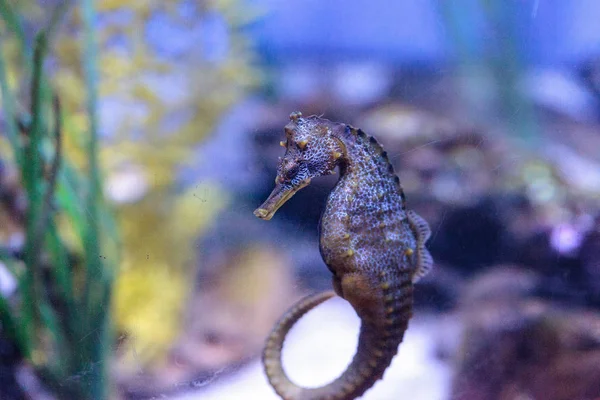 Caballo de mar del Pacífico Hippocampus ingens — Foto de Stock