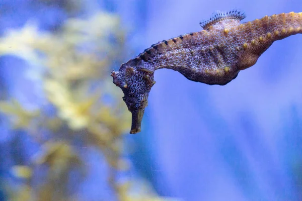 Ειρηνικού seahorse ιππόκαμπο Ingens σακίδιο — Φωτογραφία Αρχείου