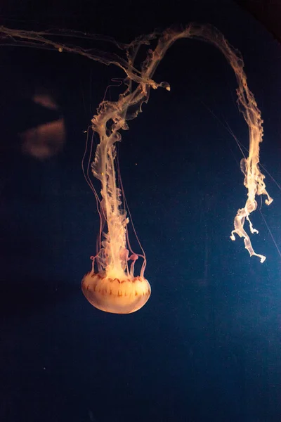 Medusa striata viola Chrysaora colorata ha lunghi tentacoli — Foto Stock