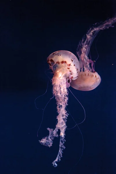 Medusa striata viola Chrysaora colorata ha lunghi tentacoli — Foto Stock