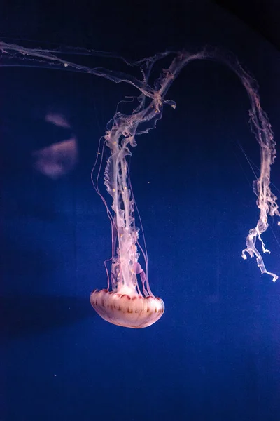 Medusa striata viola Chrysaora colorata ha lunghi tentacoli — Foto Stock