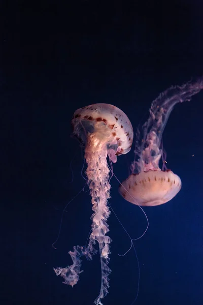 Fialová pruhovaná medúzy Chrysaora colorata má dlouhá chapadla — Stock fotografie