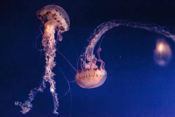 Пурпурная полосатая медуза Chrysaora colorata имеет длинные щупальца — стоковое фото