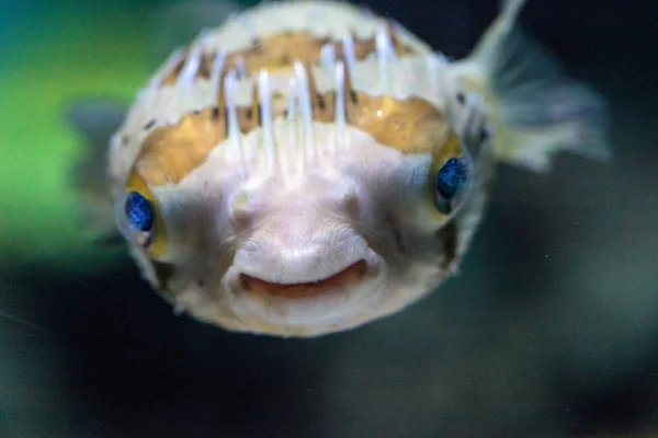 Spiny porcupinefish Diodon Holocanthus має очі, які іскрять дотепність — стокове фото