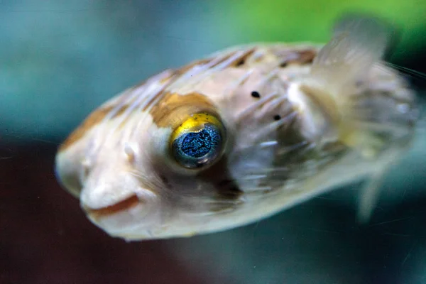 가시 porcupinefish Diodon holocanthus는 재치 스파클 눈 — 스톡 사진