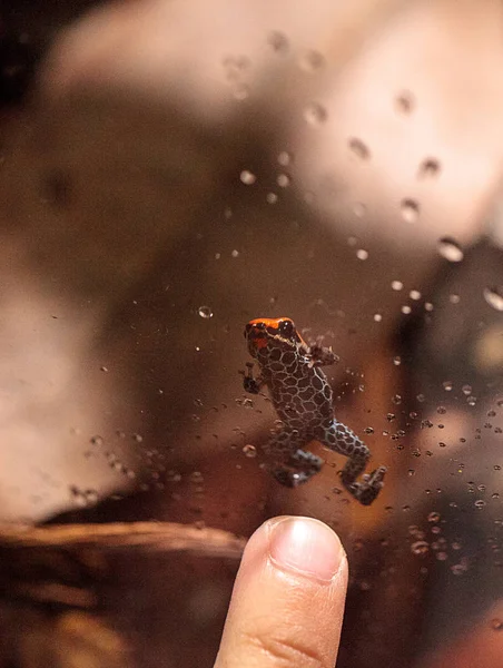 Strawberry poison dart frog Oophaga pumilio — Stock Photo, Image