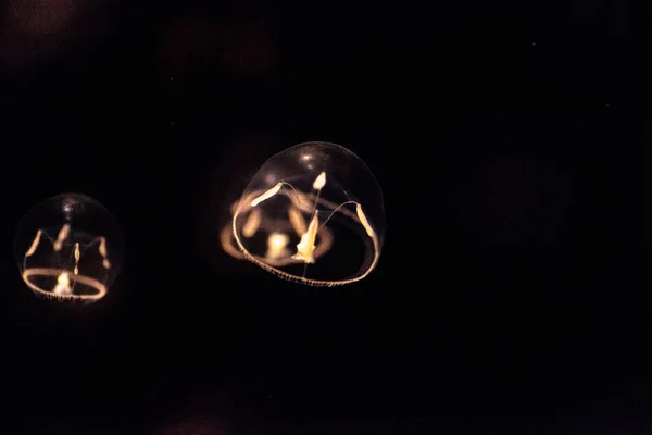 Tiny umbrella jellyfish called Eutonia indicans — Stock Photo, Image