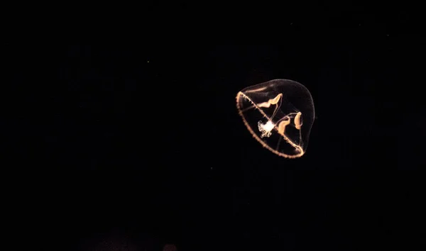 Pequeñas medusas paraguas llamadas Eutonia indicans — Foto de Stock