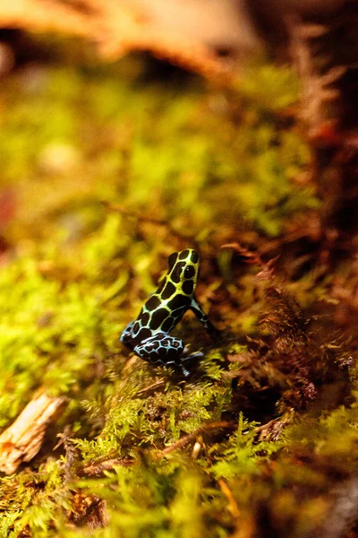 Rana venenosa variable iridiscente Ranitomeya variabilis —  Fotos de Stock