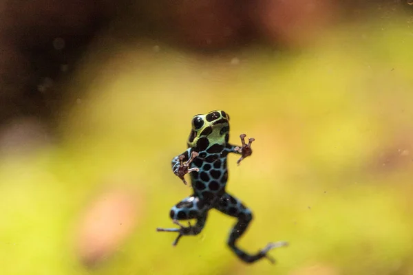 Iridescent variable poison dart frog Ranitomeya variabilis — Stock Photo, Image